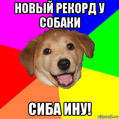 новый рекорд у собаки сиба ину!, Мем Advice Dog