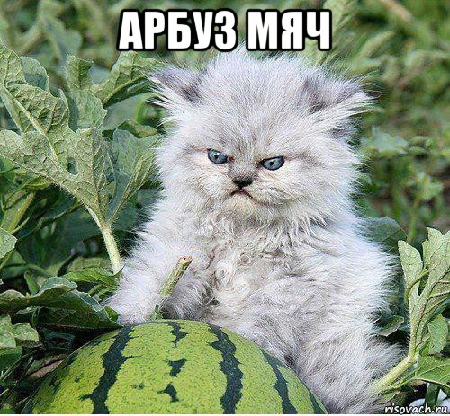 арбуз мяч 