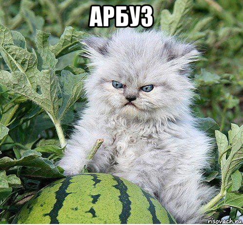арбуз 