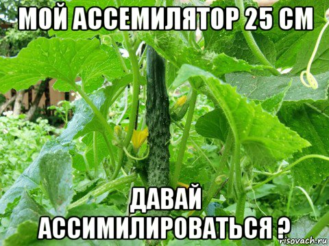 мой ассемилятор 25 см давай ассимилироваться ?, Мем Ассимилянт
