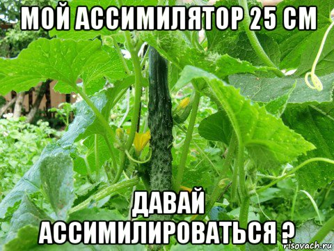 мой ассимилятор 25 см давай ассимилироваться ?, Мем Ассимилянт