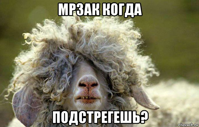 мрзак когда подстрегешь?