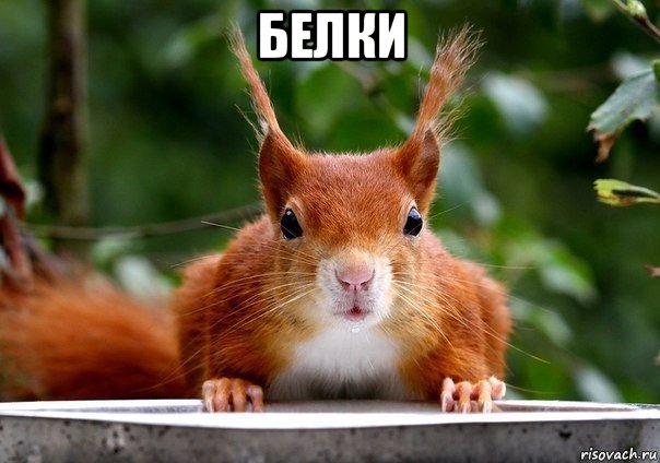 белки 