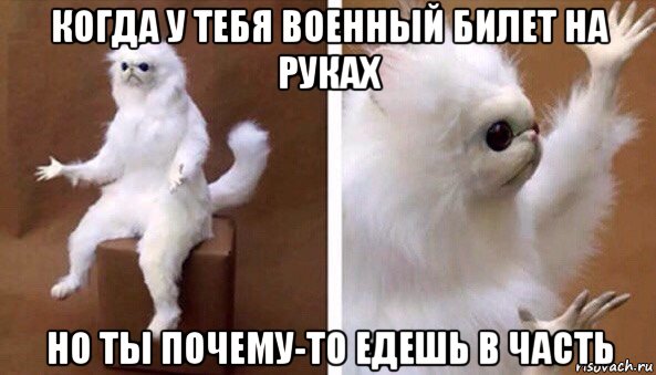 когда у тебя военный билет на руках но ты почему-то едешь в часть, Мем Чучело кота