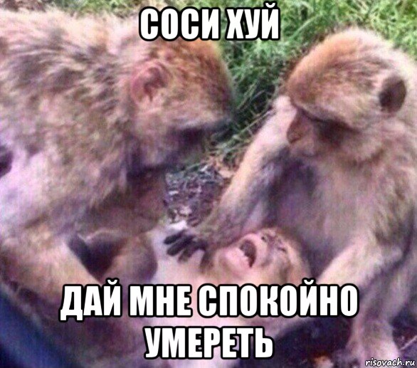 соси хуй дай мне спокойно умереть