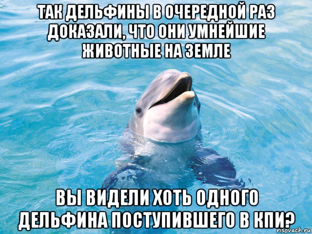 так дельфины в очередной раз доказали, что они умнейшие животные на земле вы видели хоть одного дельфина поступившего в кпи?, Мем Дельфин