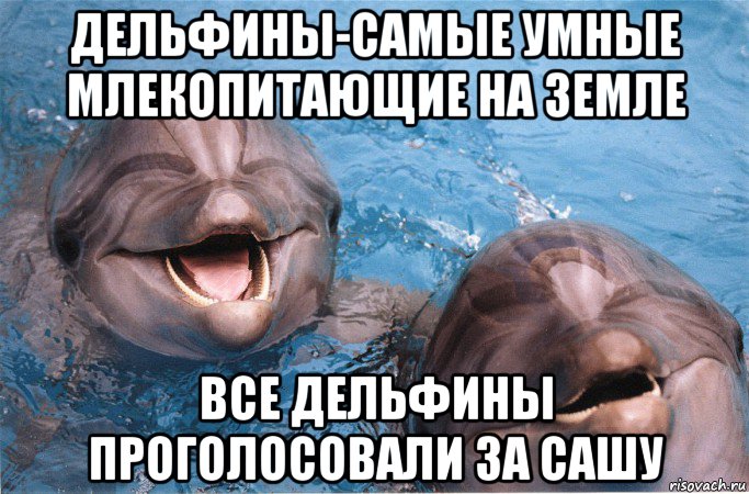 дельфины-самые умные млекопитающие на земле все дельфины проголосовали за сашу