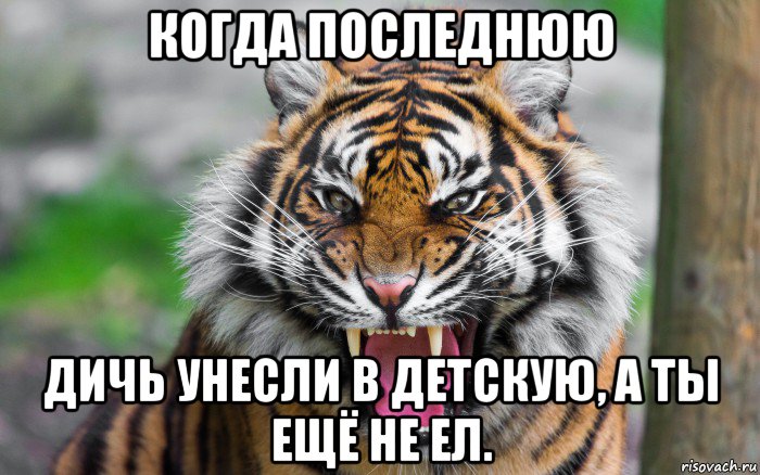 когда последнюю дичь унесли в детскую, а ты ещё не ел., Мем ДЕРЗКИЙ ТИГР