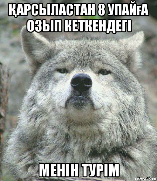 Қарсыластан 8 упайға озып кеткендегі менін турім, Мем    Гордый волк