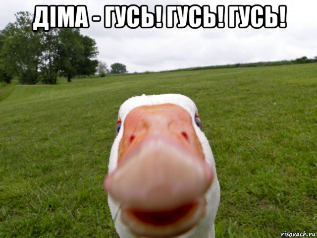 діма - гусь! гусь! гусь! , Мем гусь