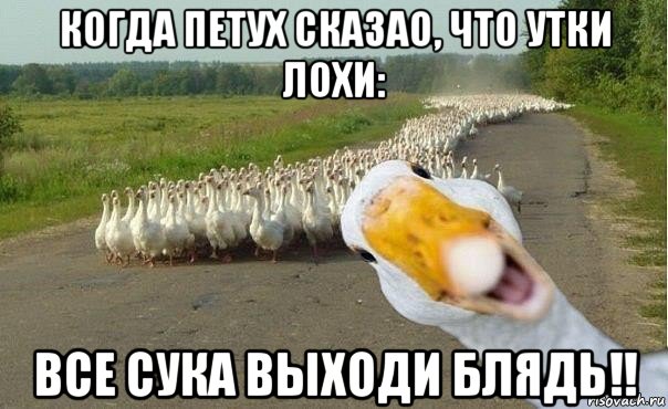 когда петух сказао, что утки лохи: все сука выходи блядь!!, Мем гуси