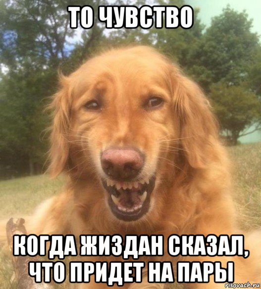 то чувство когда жиздан сказал, что придет на пары, Мем   Когда увидел что соседского кота отнесли в чебуречную