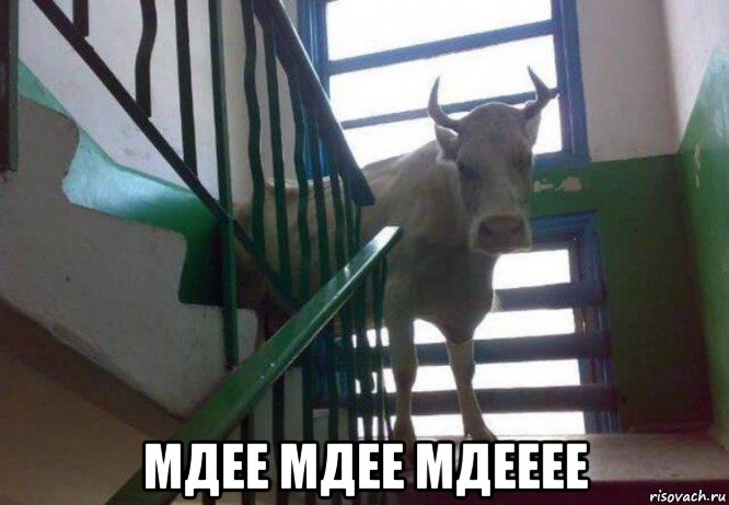  мдее мдее мдееее