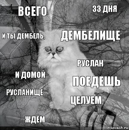 всего поедешь дембелище ждём и домой 33 дня целуем и ты дембель, Русланище Руслан, Комикс  кот безысходность