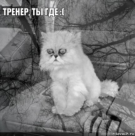 Тренер, ты где :(         , Комикс  кот безысходность