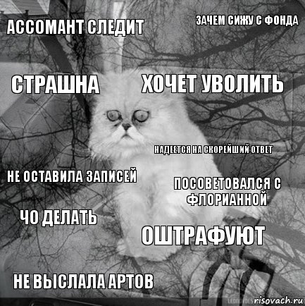 ассомант следит посоветовался с флорианной хочет уволить не выслала артов не оставила записей зачем сижу с фонда оштрафуют страшна чо делать надеется на скорейший ответ, Комикс  кот безысходность