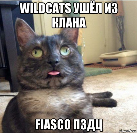 wildcats ушёл из клана fiasco пздц, Мем   Кот завис