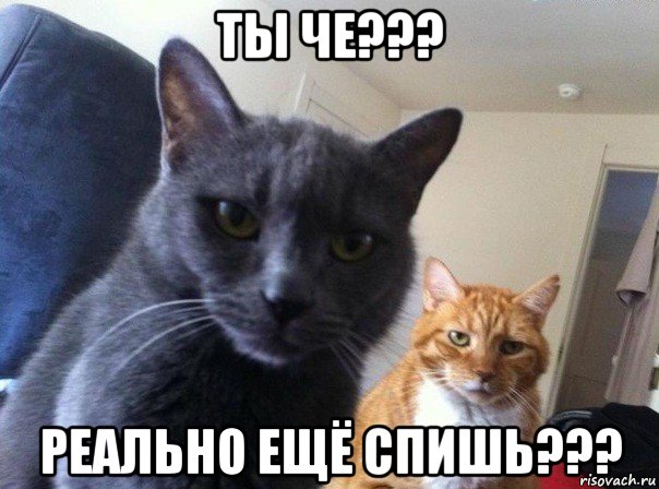 ты че??? реально ещё спишь???, Мем  Два котэ