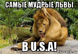 самые мудрые львы в u.s.a!
