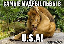 самые мудрые львы в u.s.a!
