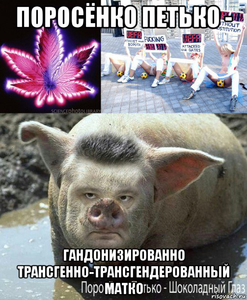 поросёнко петько - гандонизированно трансгенно-трансгендерованный матко
