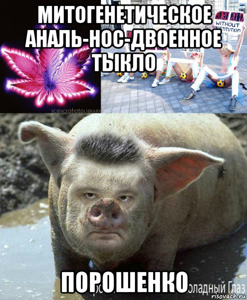 митогенетическое аналь-нос-двоенное тыкло порошенко, Мем Митогенетический трансгенно-трансгендерованный Петько Парашь