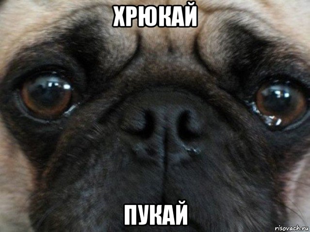 хрюкай пукай, Мем Мопс