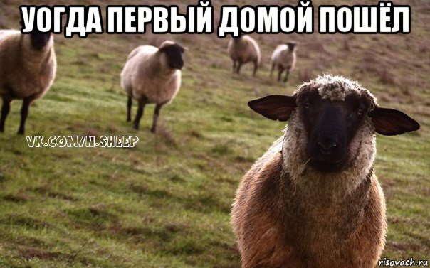 уогда первый домой пошёл , Мем  Наивная Овца