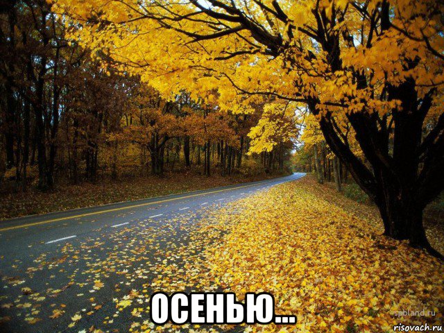  осенью..., Мем Осень курса просит