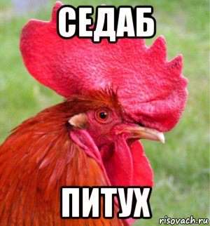 седаб питух