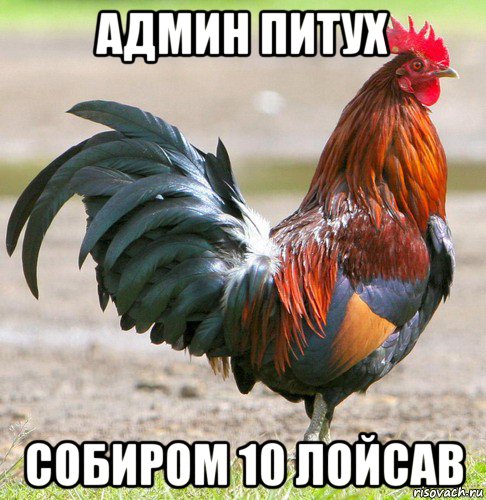 админ питух собиром 10 лойсав