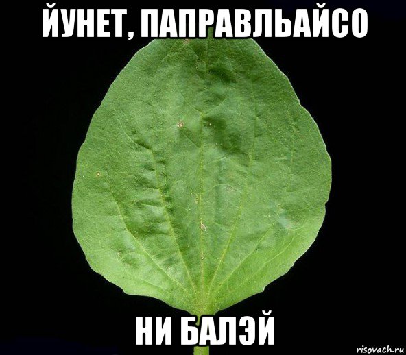 йунет, паправльайсо ни балэй, Мем Подорожник