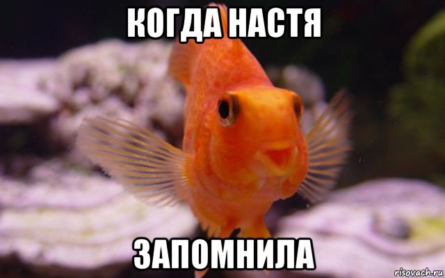 когда настя запомнила
