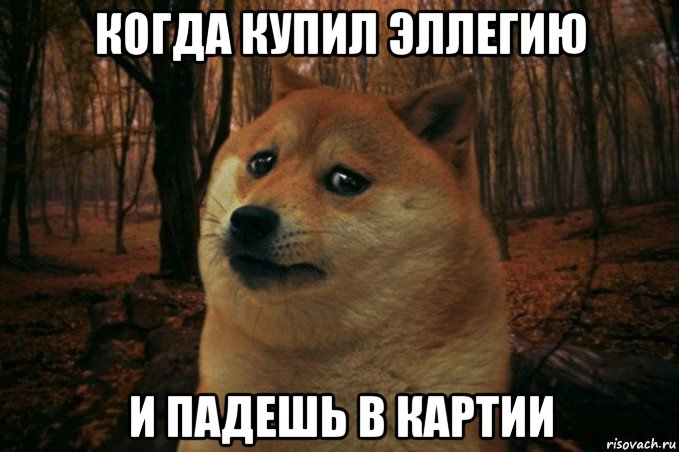 когда купил эллегию и падешь в картии, Мем SAD DOGE