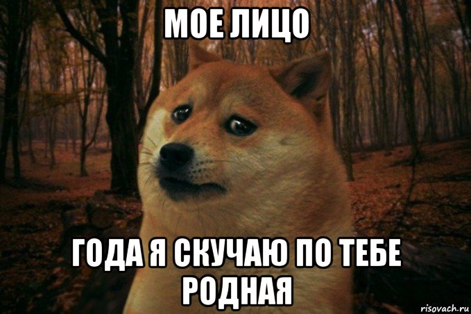 мое лицо года я скучаю по тебе родная, Мем SAD DOGE