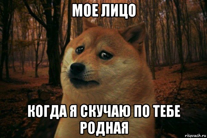 мое лицо когда я скучаю по тебе родная, Мем SAD DOGE