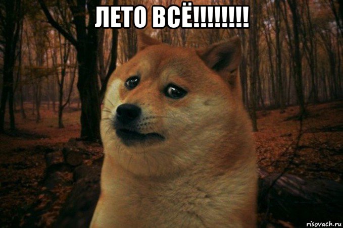 лето всё!!!!!!!! , Мем SAD DOGE