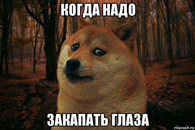 когда надо закапать глаза, Мем SAD DOGE