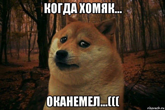 когда хомяк... оканемел...(((, Мем SAD DOGE