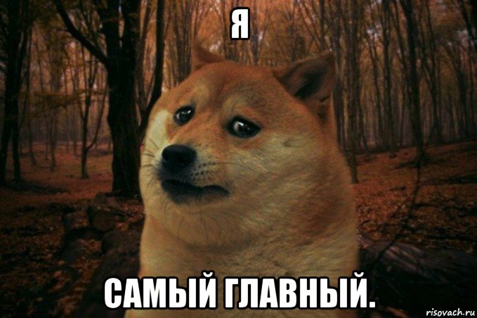 я самый главный., Мем SAD DOGE