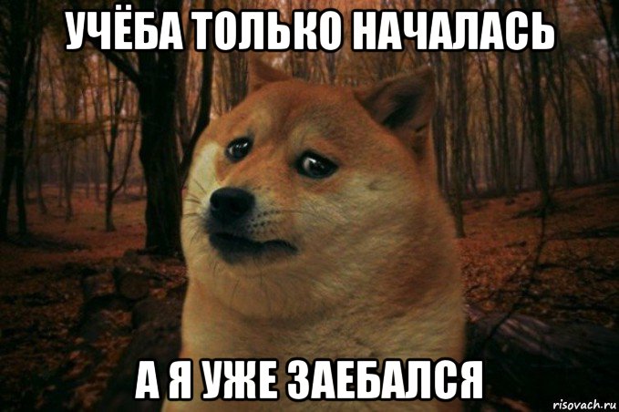 учёба только началась а я уже заебался, Мем SAD DOGE