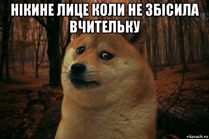 нікине лице коли не збісила вчительку , Мем SAD DOGE