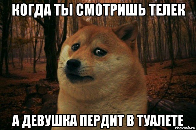 когда ты смотришь телек а девушка пердит в туалете, Мем SAD DOGE