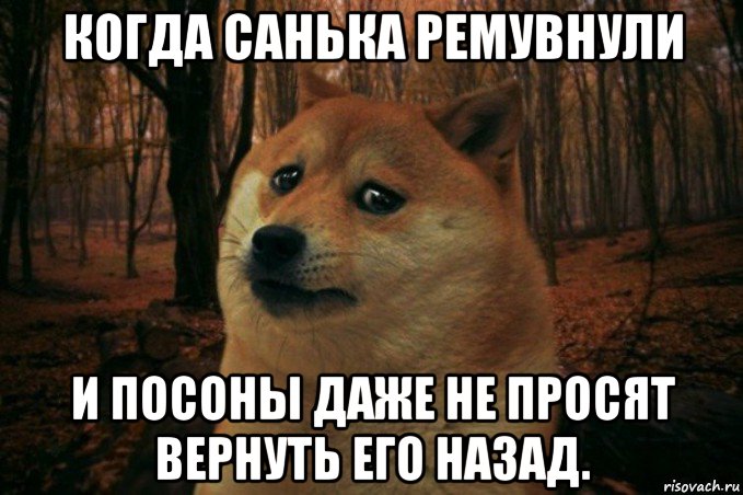 когда санька ремувнули и посоны даже не просят вернуть его назад., Мем SAD DOGE