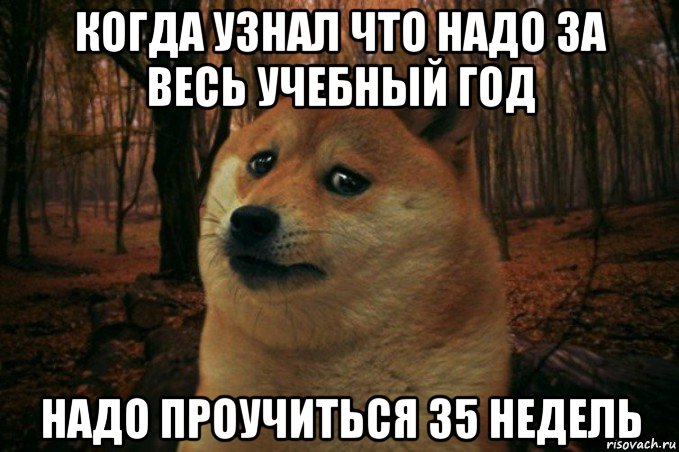 когда узнал что надо за весь учебный год надо проучиться 35 недель, Мем SAD DOGE