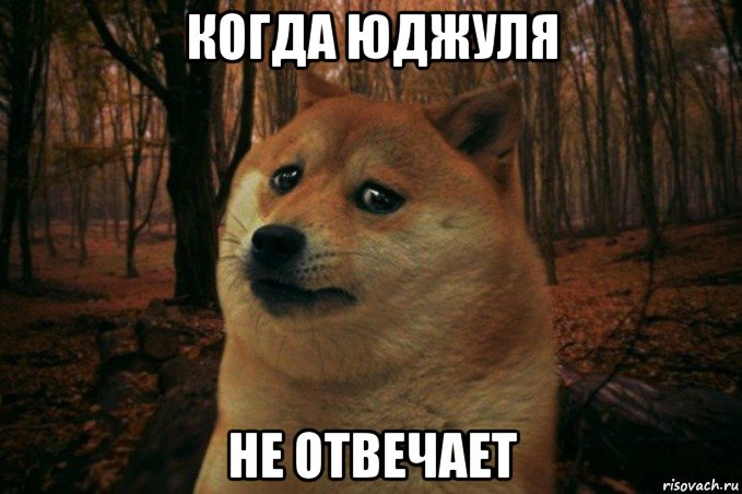 когда юджуля не отвечает, Мем SAD DOGE