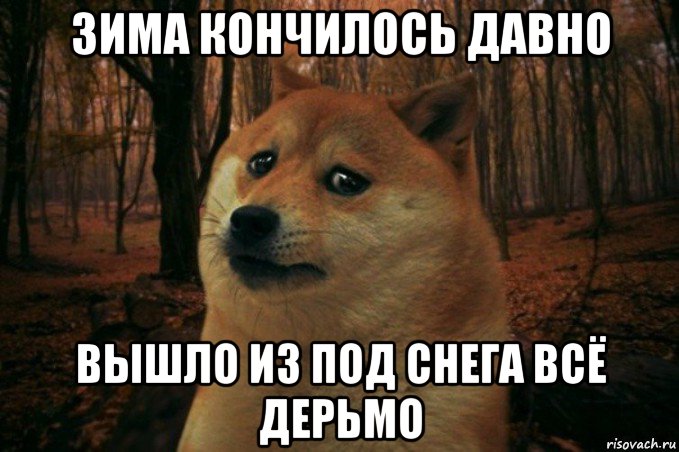 зима кончилось давно вышло из под снега всё дерьмо, Мем SAD DOGE