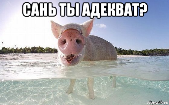 сань ты адекват? 