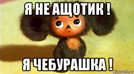 я не ащотик ! я чебурашка !, Мем ТЫ ЧЕ СУКА ТУПОЙ