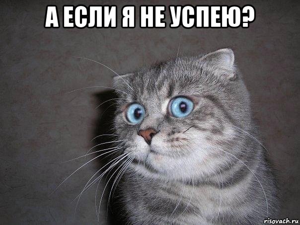 а если я не успею? , Мем  удивлённый кот